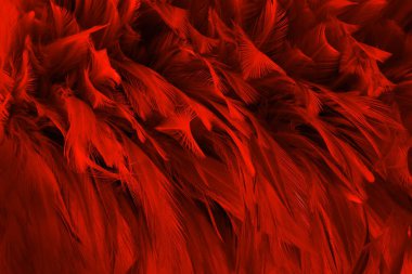 Güzel koyu kırmızı kuş tüyü desen arkaplan.