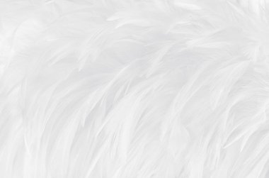 Güzel beyaz gri kuş tüyü desen arkaplan.