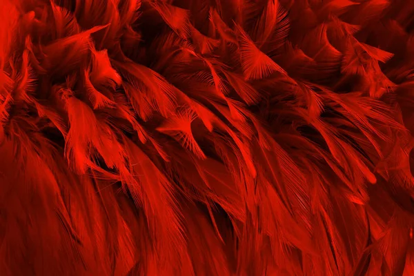 Güzel koyu kırmızı kuş tüyü desen arkaplan.