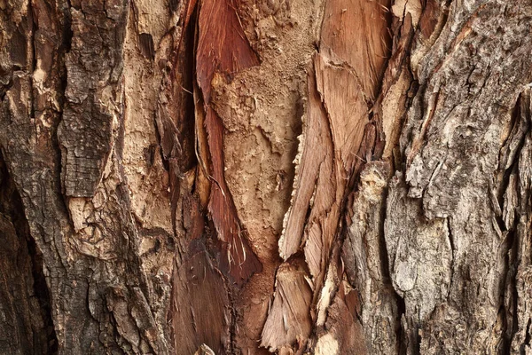 Close up of tree trunk in the forest, dark brown bark wood background with old and crack.