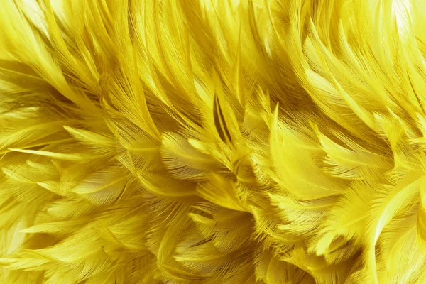 아름다운 황금빛 무늬의 — 스톡 사진