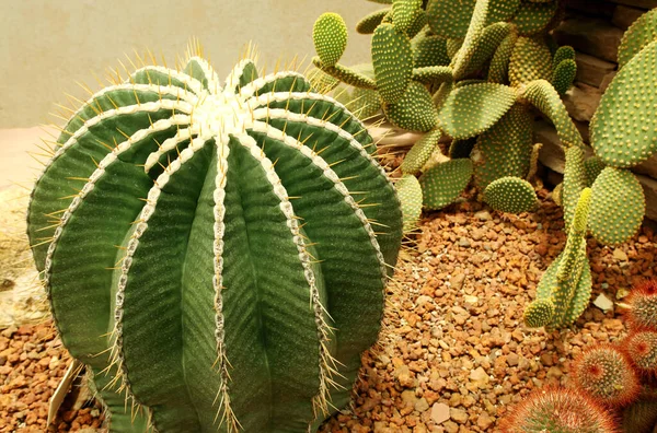 Zbliżenie Okrągłego Kaktusa Lub Soczystej Zielonej Rośliny Abstrakcyjny Naturalny Wzór — Zdjęcie stockowe