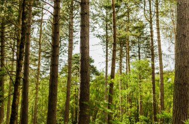 Parlak güneş ışığı yeşil ormandaki ağaçların arasından süzülüyor
