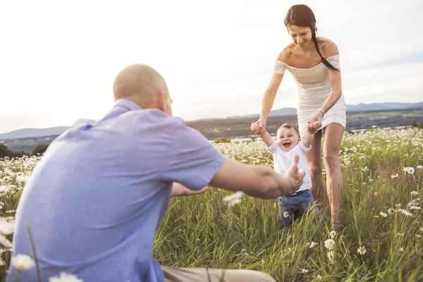 Pai andando com seu filho bebê no campo de margarida na hora do pôr do sol — Fotografia de Stock