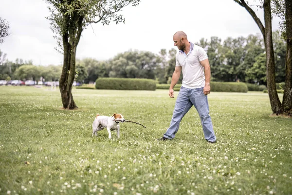 Homem jogar com seu cão Beagle em um campo na hora de verão — Fotografia de Stock