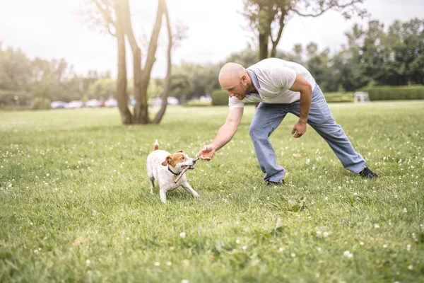 Homem jogar com seu cão Beagle em um campo na hora de verão — Fotografia de Stock