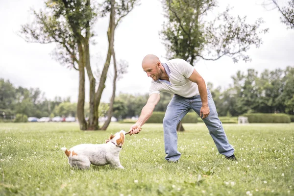 Homem jogar com seu cão Beagle em um campo na hora de verão — Fotografia de Stock