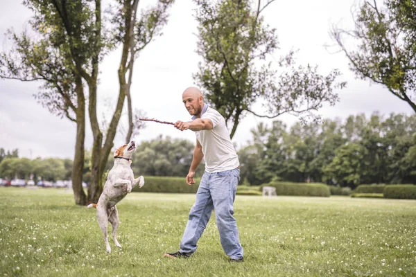 Homem jogar com seu cão Beagle em um campo na hora de verão — Fotografia de Stock