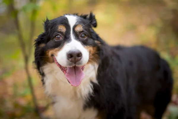 Bouvier Bernese retrato cão de montanha ao ar livre — Fotografia de Stock