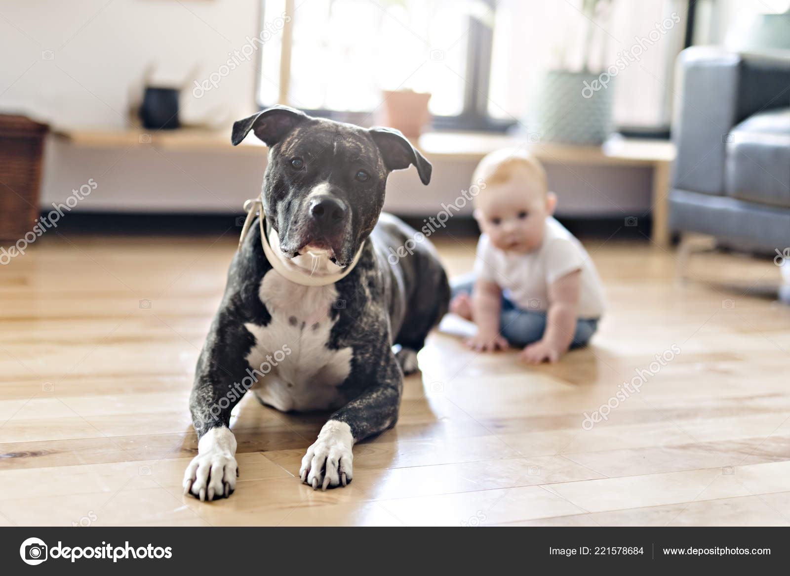Baby Girl Sitting With Pitbull On The Floor Stock Photo C Lopolo