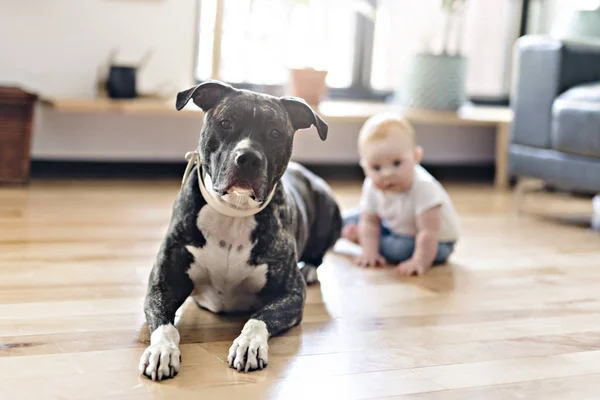 Baby girl sitting with pitbull on the floor — Stock Photo, Image