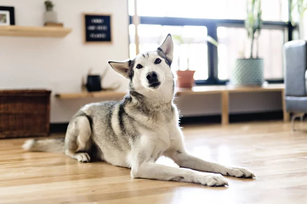 Siberian husky at home lying on the floor. lifestyle with dog. — Stock Photo, Image