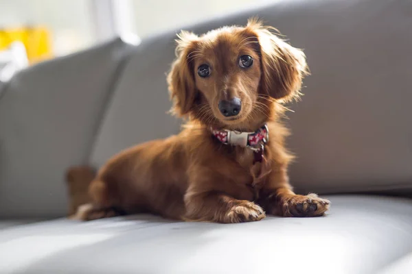 A nice and cute cute teckel dog at home — Stock Photo, Image