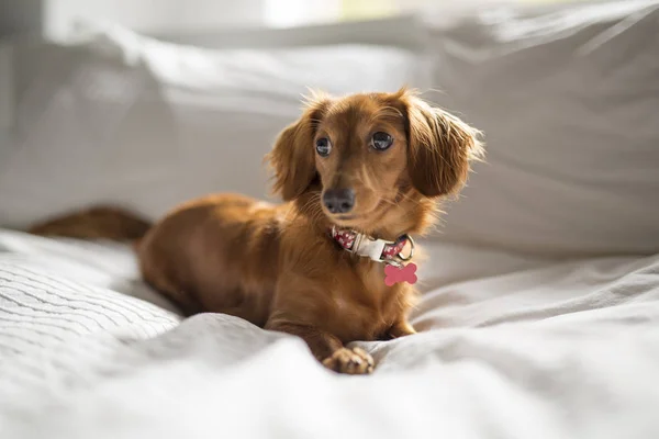 Un lindo perro teckel en casa en la cama — Foto de Stock