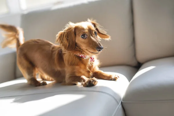 A cute teckel dog at home on sofa — Stock Photo, Image