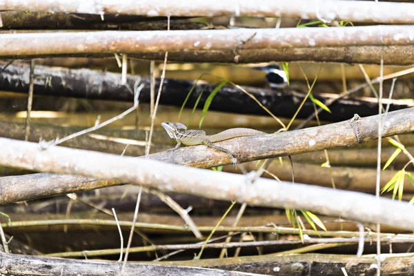 Maschio dai colori vivaci Basilisco Verde o Piumato, Basilisco plumifrons — Foto Stock