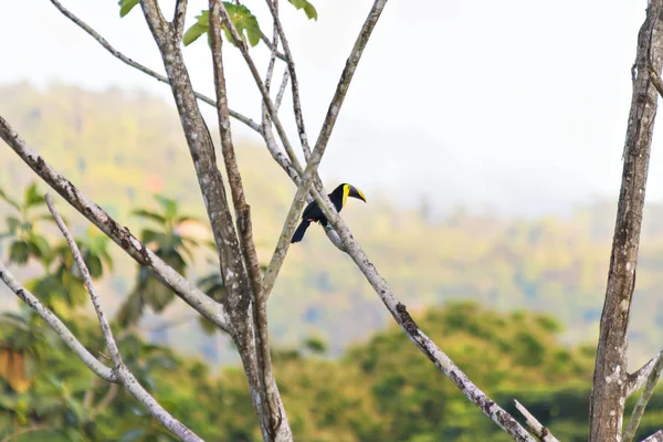 Tucano Dal Becco Chiglia Appollaiato Ramo Marrone — Foto Stock