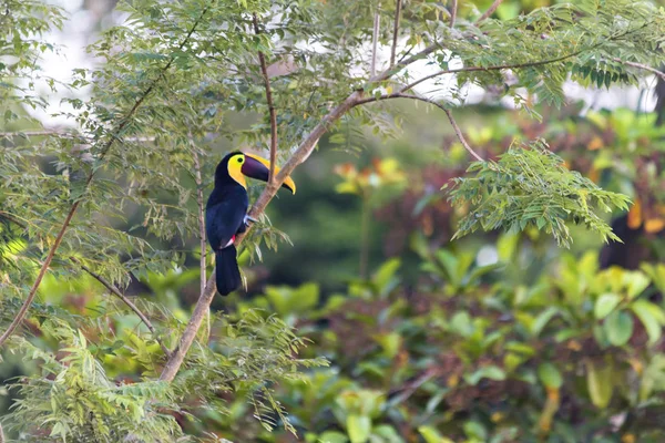 Um tucano-de-bico-quilha empoleirado no ramo marrom — Fotografia de Stock