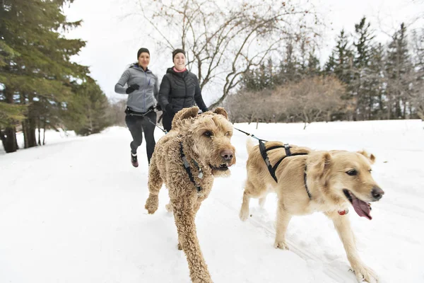 Canicross skupina neznámých sáňkovat psi tahání v zimní sezóně — Stock fotografie