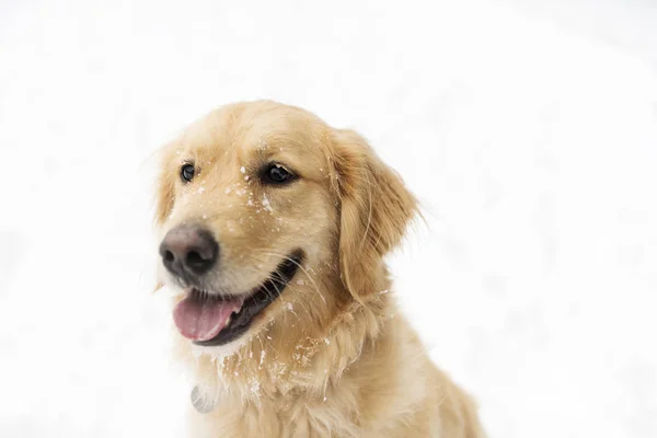 Golden retreiver hond door sneeuw winterseizoen — Stockfoto