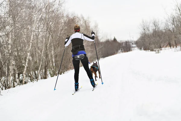 Skijoring Szórakozni Erdő — Stock Fotó