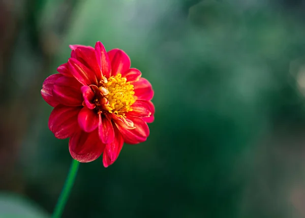 ジニアの花、満開の赤いジニアの花の閉鎖、若齢の花 — ストック写真