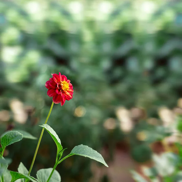 Red zinnia flower in full bloom,youth-and-old-age flower — Stock Photo, Image