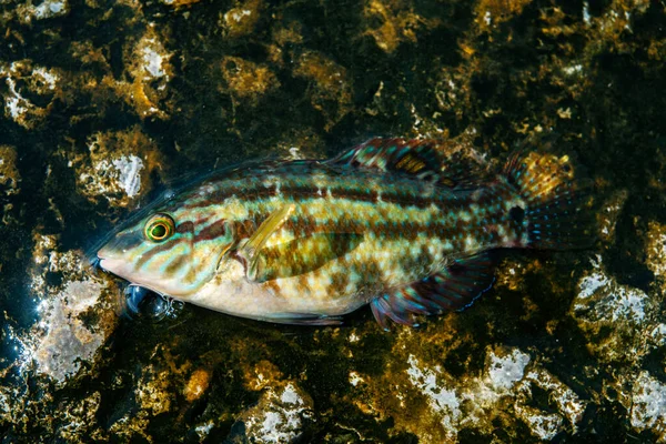 Пойманная рыба на берегу, зеленая рыба — стоковое фото