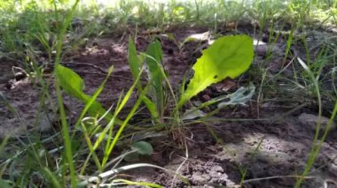 Rüzgâr çimenleri sallıyor. Titreme ve titreme.