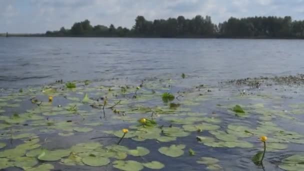 Lirios de agua flotando en la superficie del agua del río — Vídeos de Stock