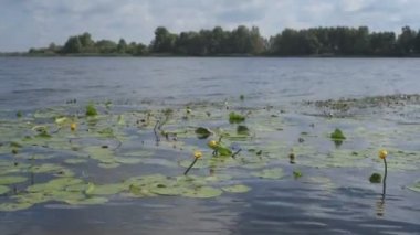 Nehrin su yüzeyinde süzülen nilüferler