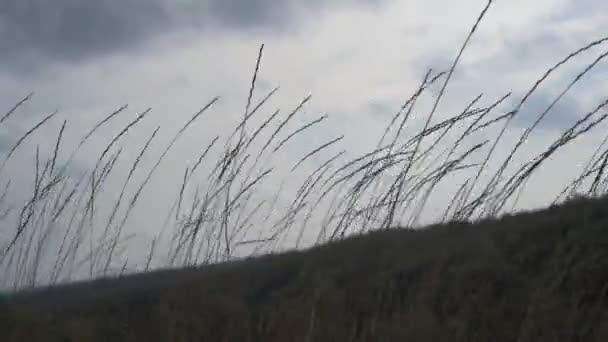 Vind skakar torrt gräs mot molnig himmel, höst natur backround — Stockvideo