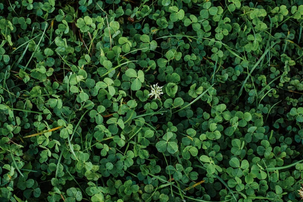 Grön klöver lämnar naturliga backround, grön matta av klöver blad och blommor — Stockfoto