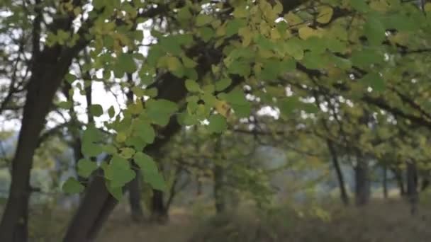 Viento sacudiendo hojas verdes y amarillas en un árbol durante la temporada de otoño — Vídeos de Stock