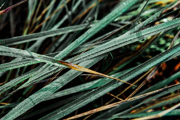 Dunkelgrüner Hintergrund von Gras mit Tau und Frost Draufsicht — Stockfoto