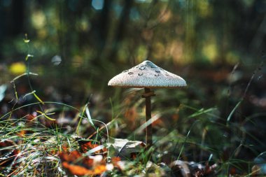 Şemsiye mantarı - sonbahar ormanında yenilebilir mantar. Macrolepiota procera