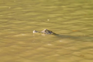 Pantanal, Brezilya için suyun yüzeyinde yüzen caiman. Brezilya yaban hayatı.