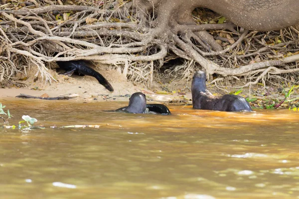 Obrovská Vydra Vodě Mokřadu Pantanal Brazílii Brazilská Divoká Zvěř Pteronura — Stock fotografie