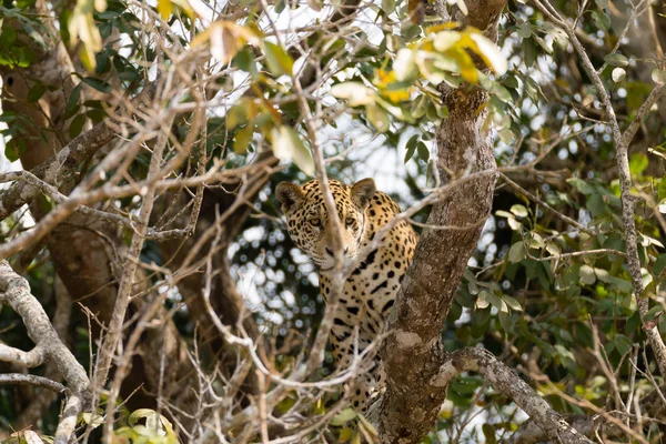 Jaguar Riverbank Pantanal Brazil Wild Brazilian Feline Nature Wildlife — Stock Photo, Image