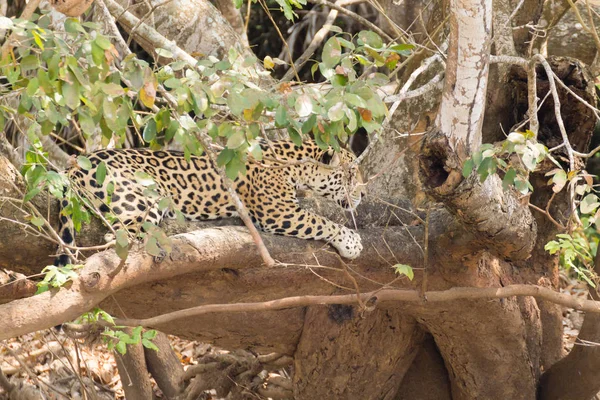 Jaguar Sulla Riva Del Fiume Pantanal Brasile Selvaggio Felino Brasiliano — Foto Stock