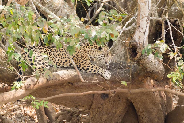 Jaguár Břehu Řeky Pantanalu Brazílii Divoká Brazilská Kočka Příroda Volně — Stock fotografie