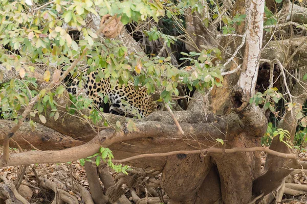 Jaguar Orillas Del Río Pantanal Brasil Felino Brasileño Salvaje Naturaleza —  Fotos de Stock