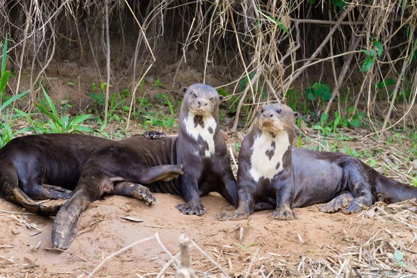 Riesenotter Auf Wasser Aus Dem Pantanal Feuchtgebiet Brasilien Brasilianische Tierwelt — Stockfoto