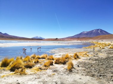 Laguna Hedionda manzarası, Bolivya. Güzel bir Bolivya panoraması. Mavi su gölü