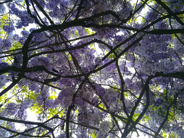 Glyzinien Blühenden Hintergrund Violette Blüten Frühlingszeit — Stockfoto