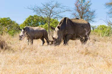 Beyaz gergedan dişi köpek yavrusu, Hluhluwe Imfolozi Park, Güney Afrika ile. Afrika yaban hayatı. Ceratotherium simum