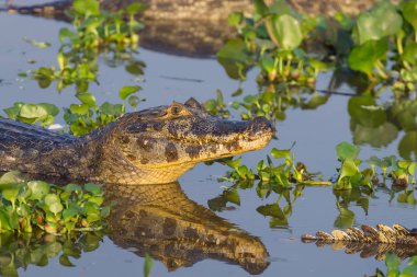 Pantanal, Brezilya için suyun yüzeyinde yüzen caiman. Brezilya yaban hayatı.