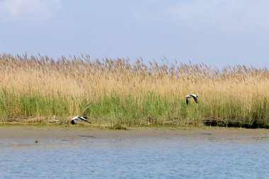 Ortak shelduck Po Nehri lagün, İtalya kapatalım. Göçmen kuş. İtalyan doğaya