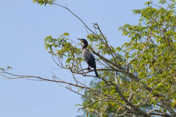 Cormoran Néotropique Sur Nature Pantanal Brésil Faune Brésilienne — Photo