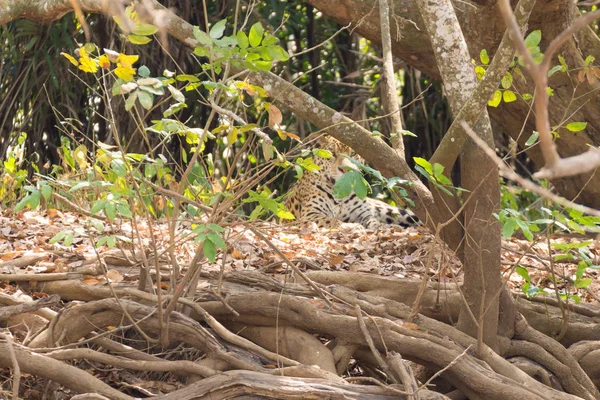 Brezilya Pantanal Dan Nehir Kenarındaki Jaguar Vahşi Brezilya Kedisi Gibi — Stok fotoğraf